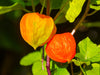 Chinese Lantern Plant