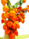 Chinese Lantern Plant