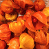 Chinese Lantern Plant