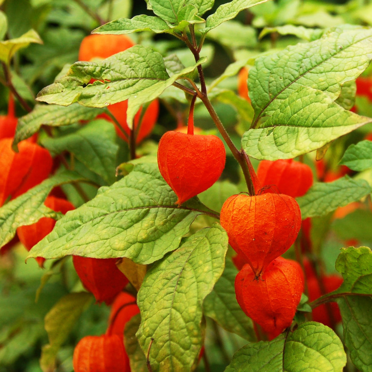 Chinese Lantern Plant Seeds Physalis Alkekengi Red Orange Husk