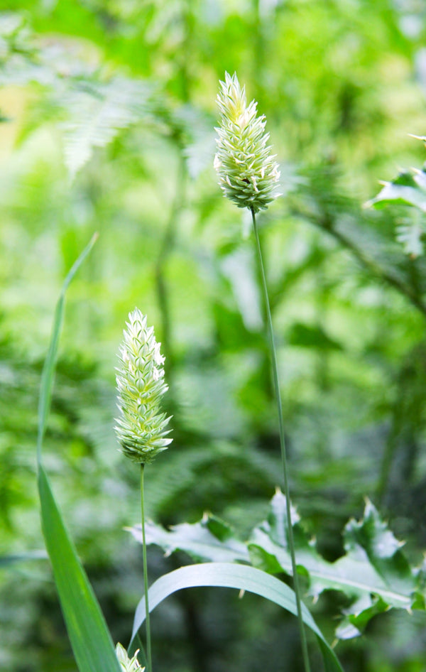 canary seed plant Canary Grass Seeds - For 2026 Planting Phalaris Alpiste Reed