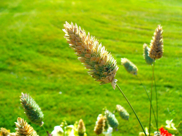 canary seed plant Canary Grass Seeds - For 2026 Planting Phalaris Alpiste Reed