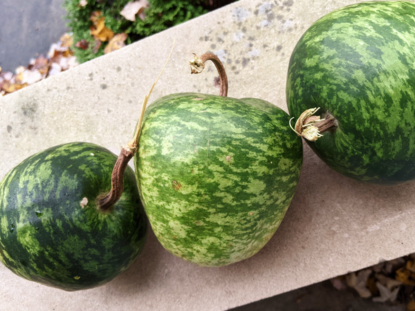 Small Apple Gourd