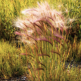 Squirrel Tail Grass