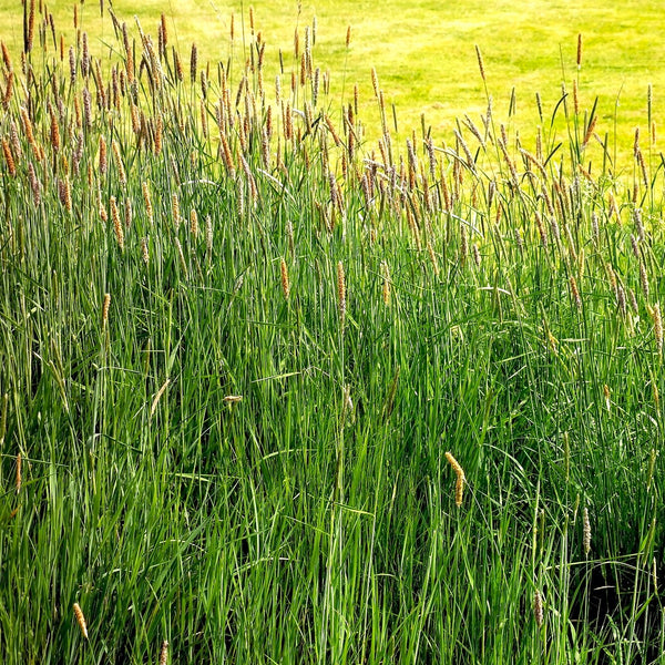 Climax Timothy Grass Seeds - For 2026 Planting Hay Pasture Meadow Lawn