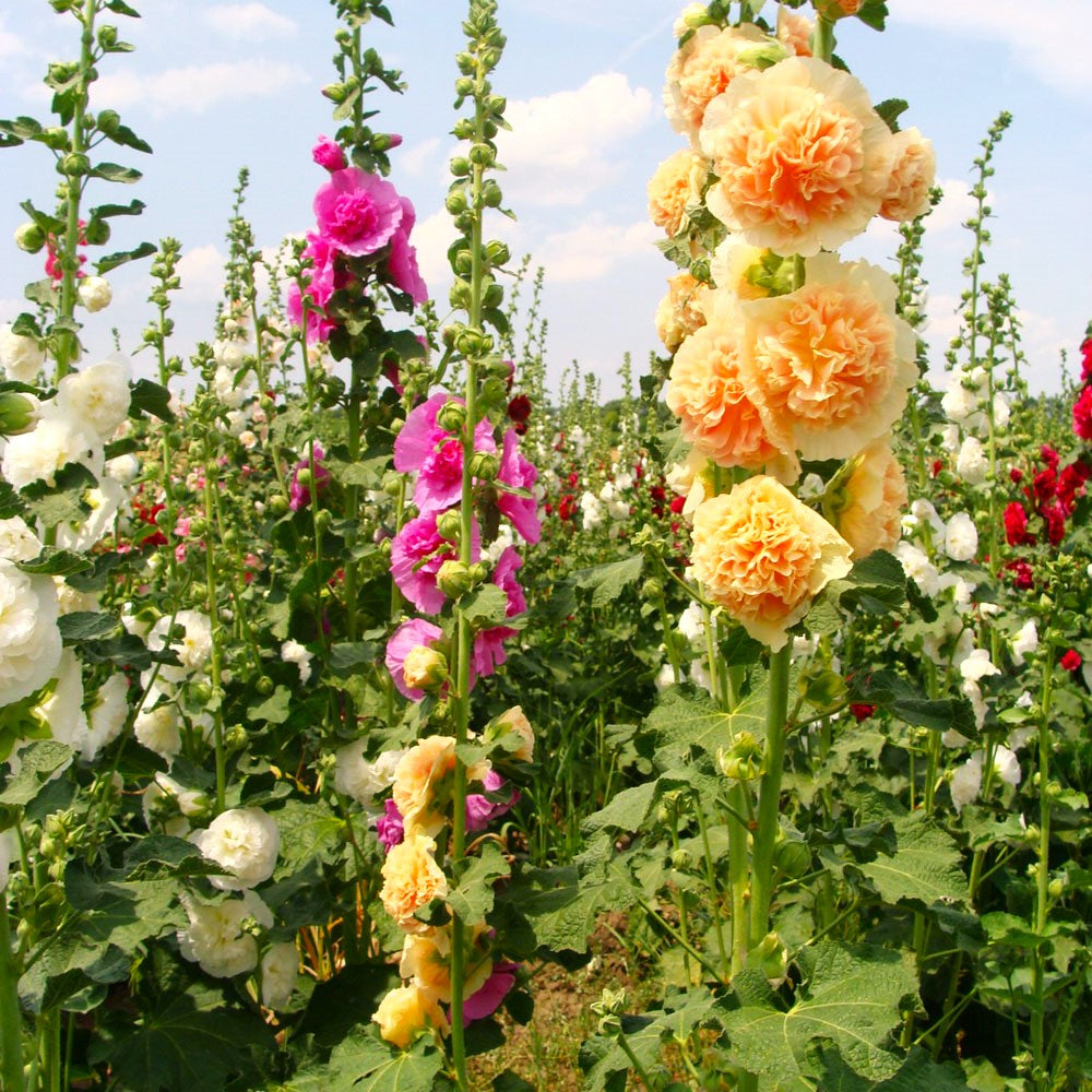 Chater's Double Mix Hollyhock Seeds | Alcea Rosea Carnation Blooms Tall ...