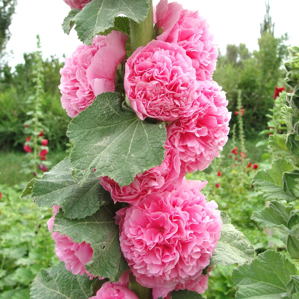 Chater's Double Mix Hollyhock