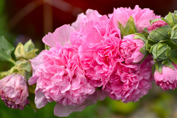 Chater's Double Mix Hollyhock