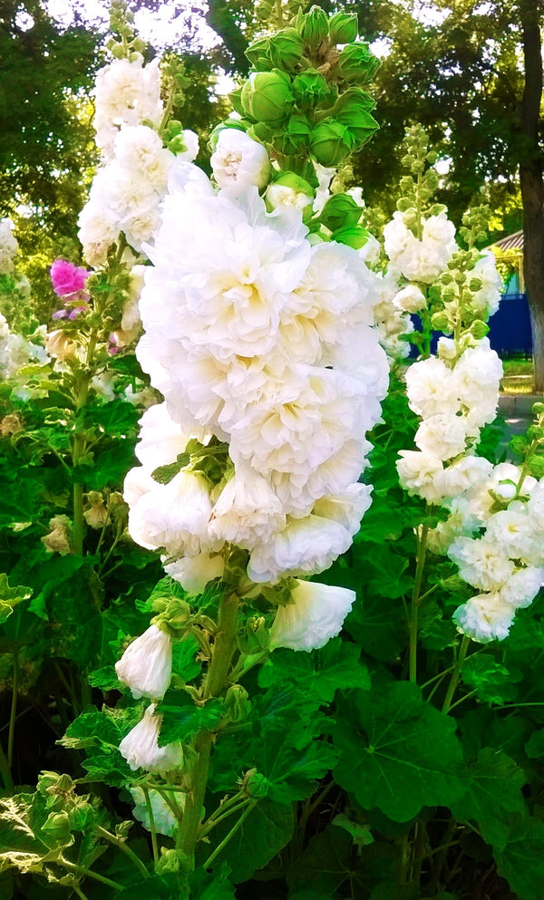 Chater's Double Mix Hollyhock