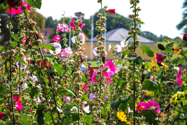 Single-Flowered Mix Hollyhock