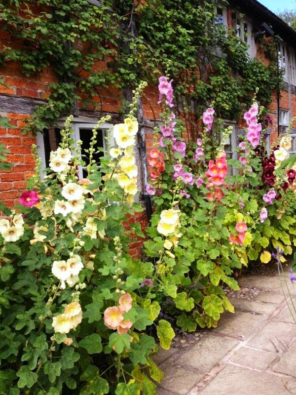 Single-Flowered Mix Hollyhock