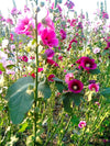 Single-Flowered Mix Hollyhock