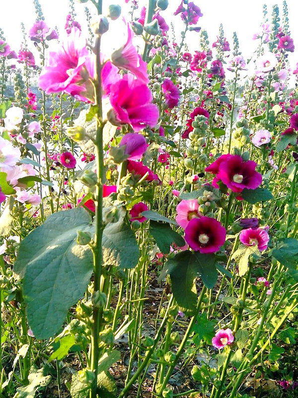 Single-Flowered Mix Hollyhock