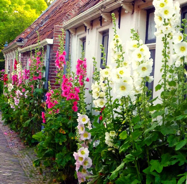 Single-Flowered Mix Hollyhock