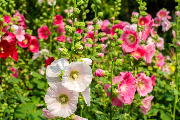 Single-Flowered Mix Hollyhock