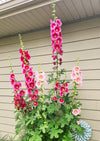 Single-Flowered Mix Hollyhock