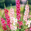 Single-Flowered Mix Hollyhock