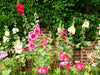 Single-Flowered Mix Hollyhock