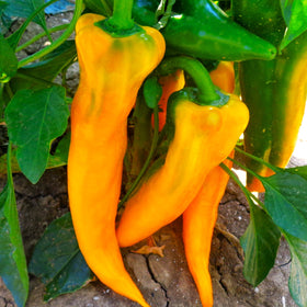 Golden Treasure Sweet Pepper (Italian Marconi)
