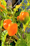 Orange Habanero Pepper