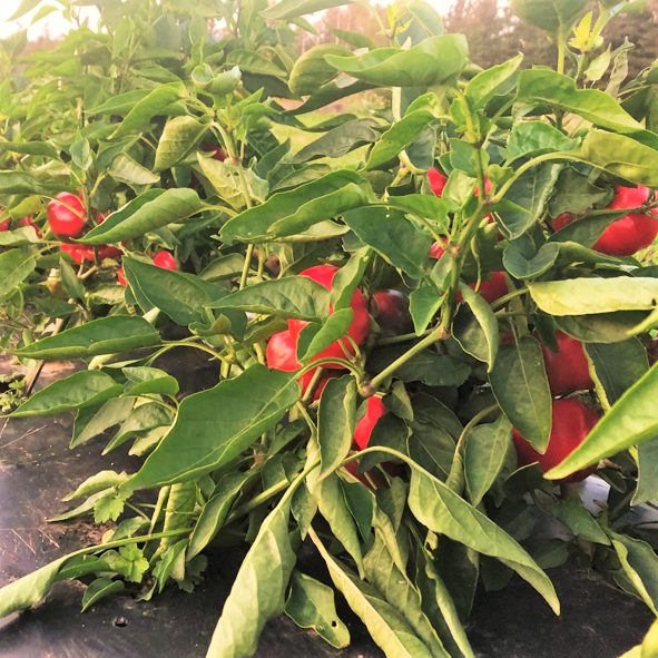 Pimento Pepper Seeds - For 2026 Planting Pimiento 100 Scoville Units
