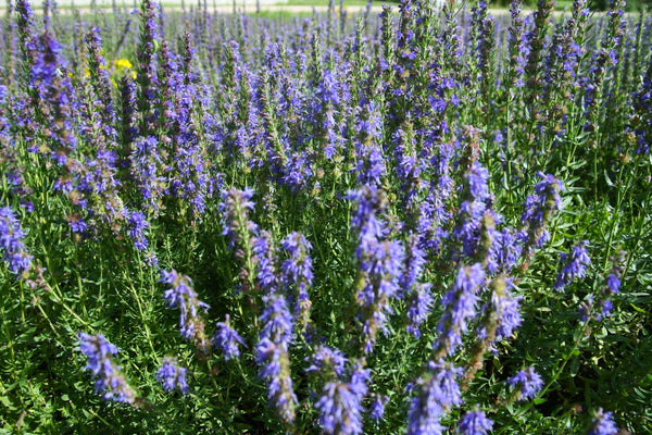 200+ Hyssop Seeds – Perennial Herb, Blue Flowers, Fragrant, USA-Grown, Non-GMO