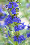 Blue Hyssop