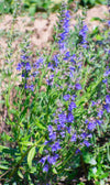 Blue Hyssop