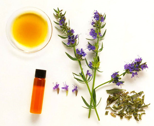 Hyssop Seeds - Giant Lavender Blue | Herb Seeds | Eden Brothers Hyssop Seeds - Giant Lavender Blue | Herb Seeds | Eden Brothers