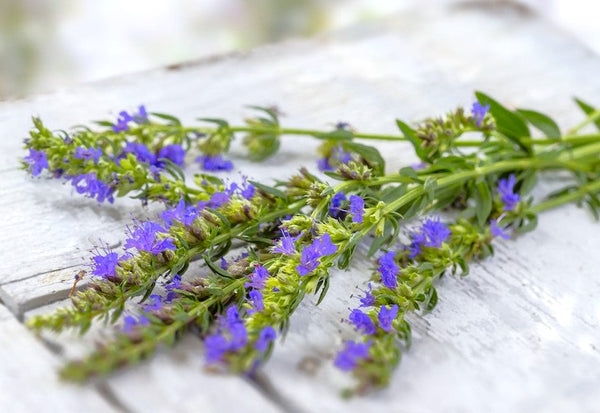 Blue Hyssop