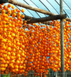 Japanese Persimmon Tree