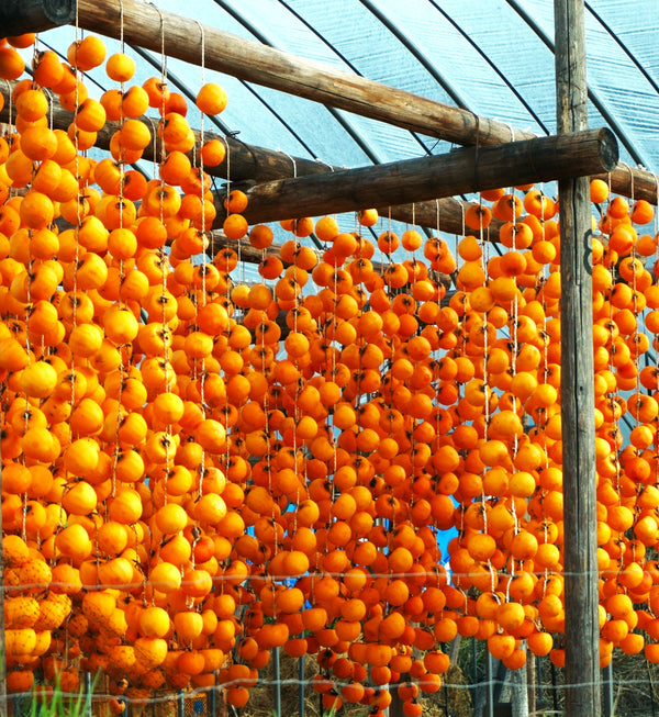 Japanese Persimmon Tree