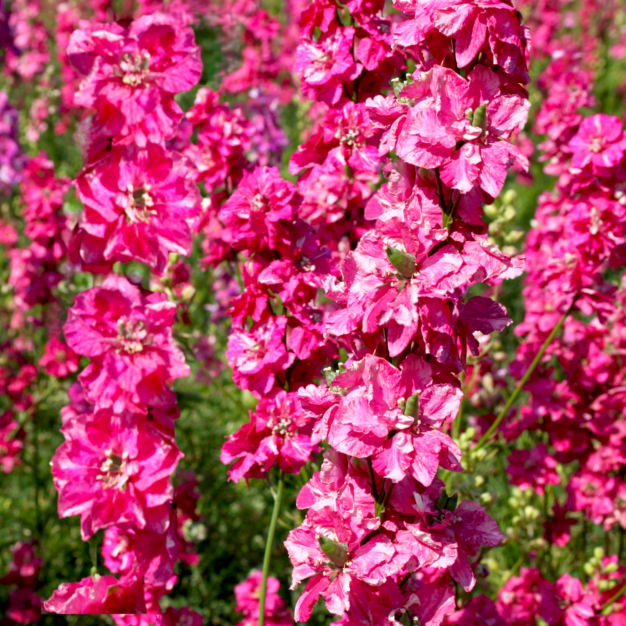 Carmine King Rocket Larkspur Seeds - For 2026 Planting Fuchsia