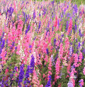 Rocket Mix Larkspur