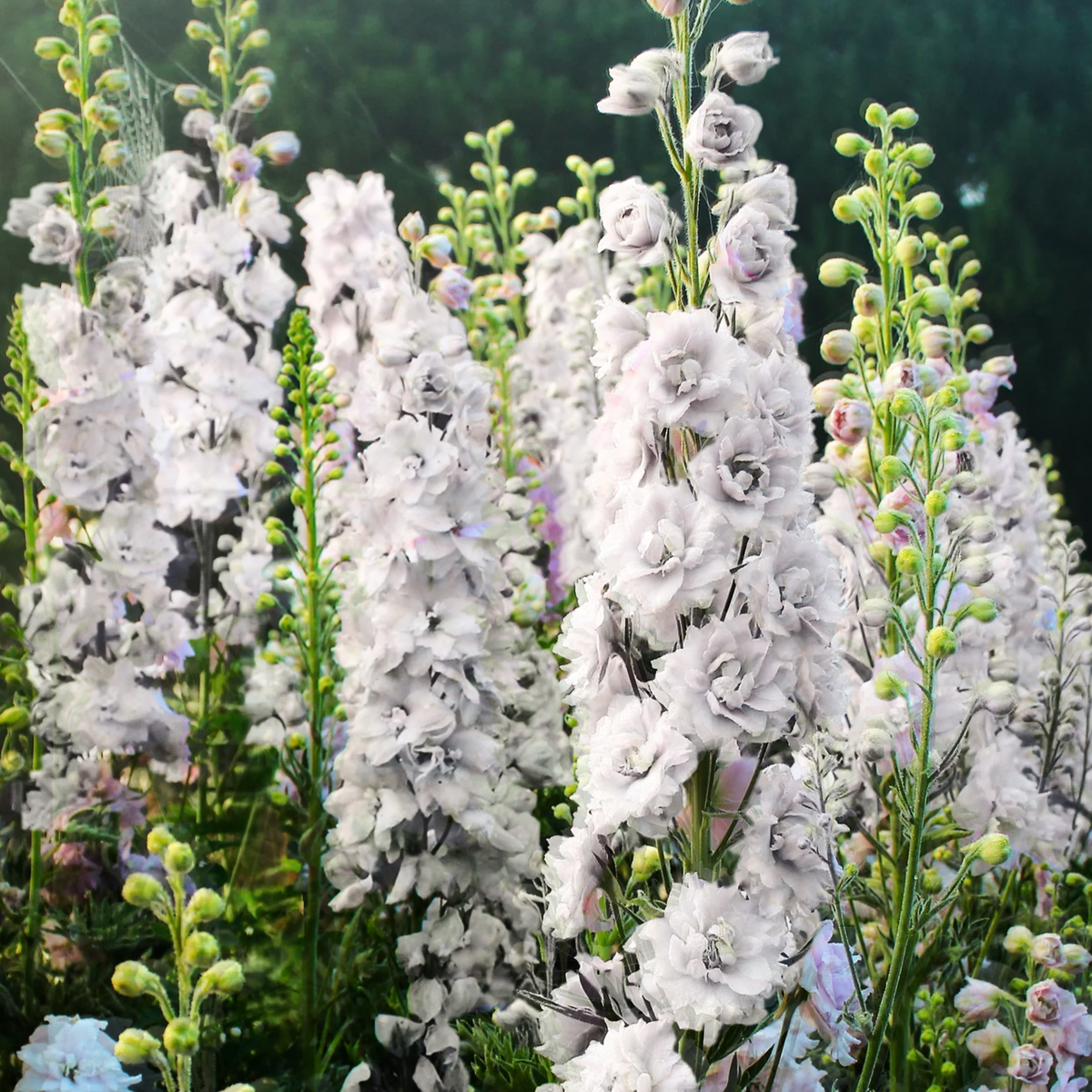 White King Rocket Larkspur Seeds - For 2026 Planting Snow Delphinium ...