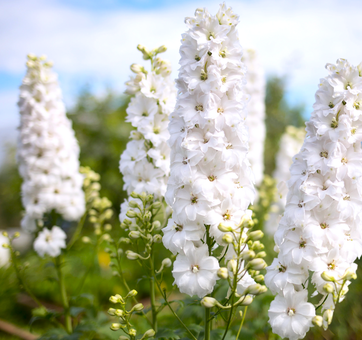 White King Rocket Larkspur Seeds - For 2026 Planting Snow Delphinium ...