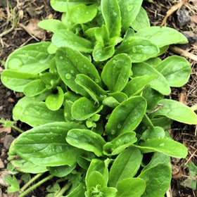 Dutch Corn Salad (Mache or Lamb's Lettuce)
