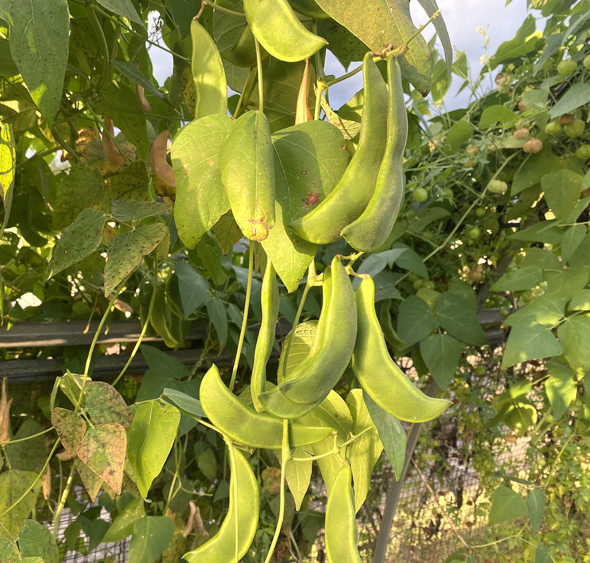 King of the Garden Pole Lima Bean Seed Large Green Pods Climbing Butter Beans Platt's Improved