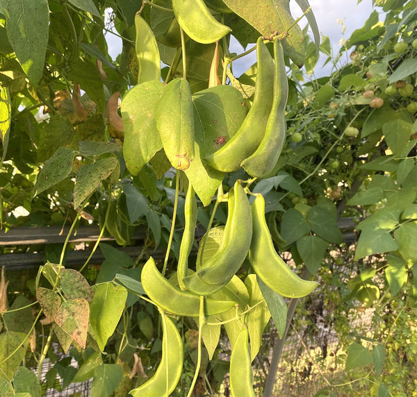 planting lima beans from seed King of the Garden Lima Bean (Pole) Seeds - For 2026 Planting Large
