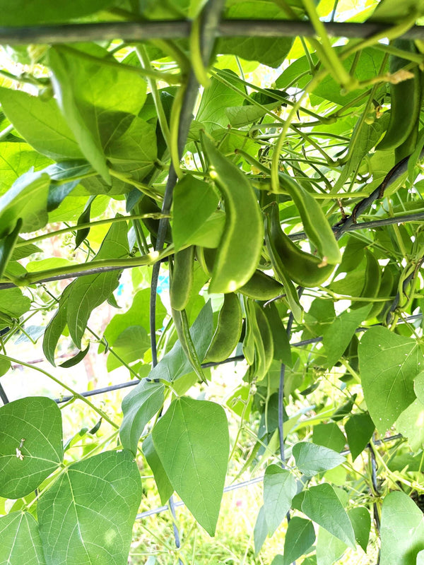 lima bean seed planting King of the Garden Lima Bean (Pole) Seeds - For 2026 Planting Large