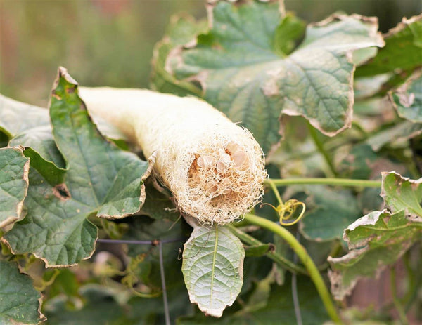 Extra Long Luffa (Loofah) Gourd Seeds - 2025 Harvest, Easy To Grow, Edible & For Sponges