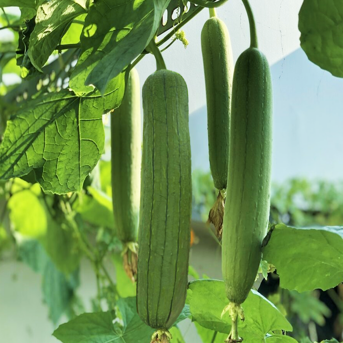 Luffa Ground Tri Leaf Luffa Gourd Seeds | Smooth Medium Wide Sponge Open Pollinated ...