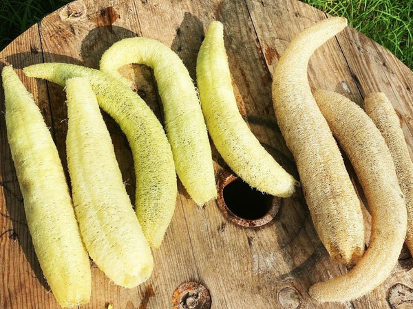 Melon Rag Sponge Luffa Gourd Seeds | Smooth Dishcloth Dish Rag Wide Open ...