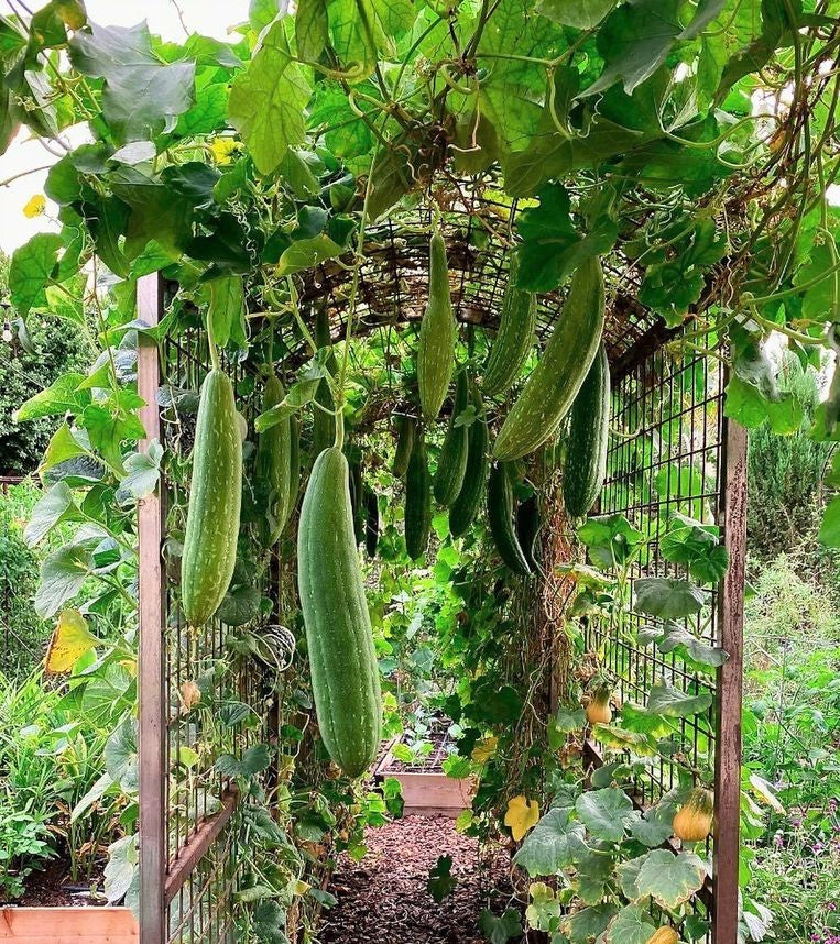 Melon Rag Sponge Luffa Gourd Seeds | Smooth Dishcloth Dish Rag Wide Open ...