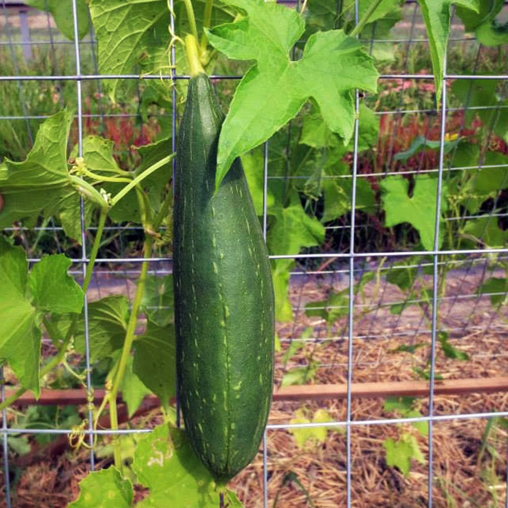 Melon Rag Sponge Luffa Gourd Seeds | Smooth Dishcloth Dish Rag Wide Open ...