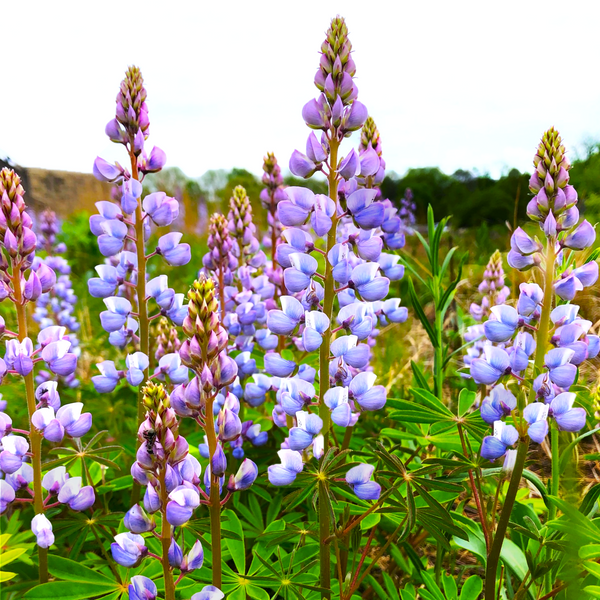 Blue Bonnet Perennial Lupine