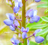 Blue Bonnet Perennial Lupine