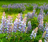 Blue Bonnet Perennial Lupine