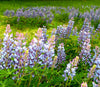 Blue Bonnet Perennial Lupine