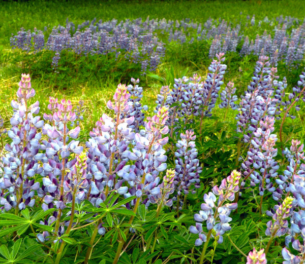 Blue Bonnet Perennial Lupine